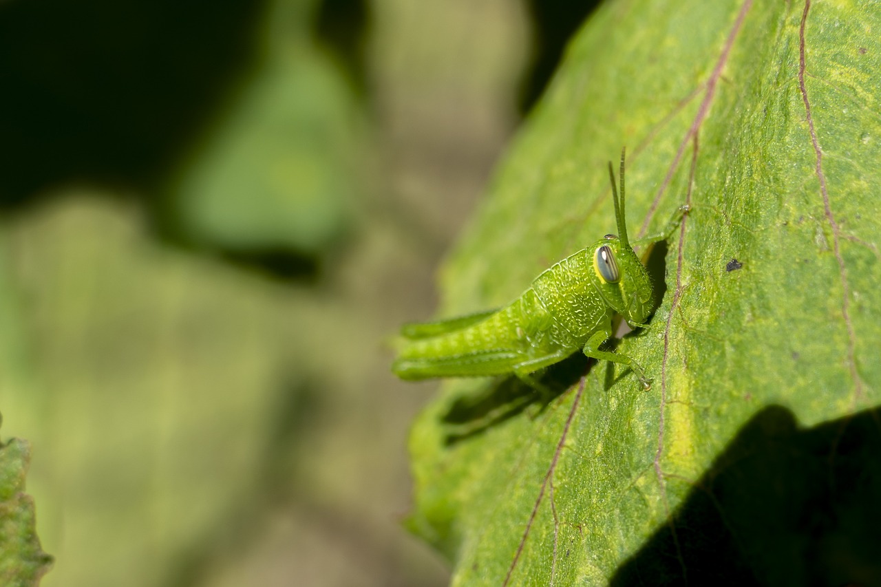 Biodiversity Beyond Borders: The Importance of Transboundary Conservation